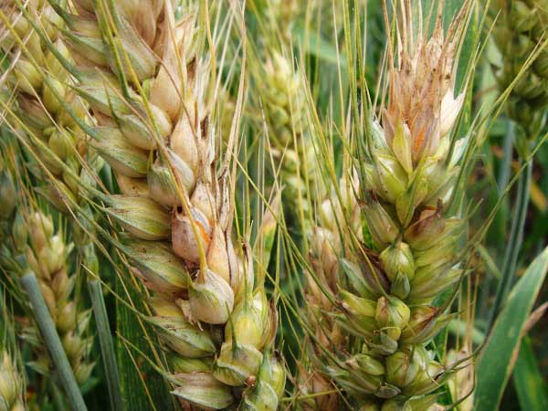 小麦赤霉病的防治措施,是哪里的产地?