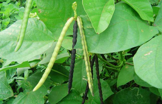绿豆是豆科菜豆属一年生草本植物,生长周期大约60~65天,适应性广,抗逆性强,耐旱、耐瘠、耐荫蔽,生育期短,并有共生固氮、培肥土壤的能力,常作为补种、填闲和救荒的优良作物,具有极高的种植前景,下面我们就一起来看一看绿豆什么时间种植吧!