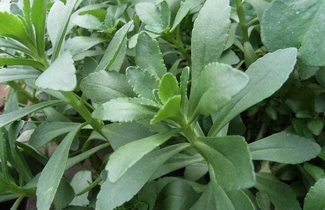 养心菜种植技术，多少钱一斤?