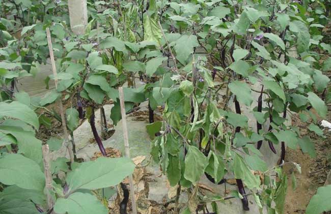 茄子枯萎病的防治方法,多少钱一斤?