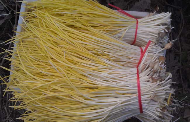 蒜黄无土栽培技术,种植效益有多高?