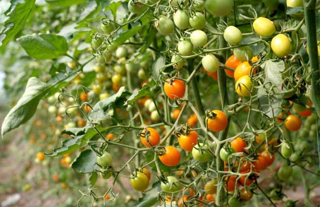 圣女果种植时间,种植技术有哪些?