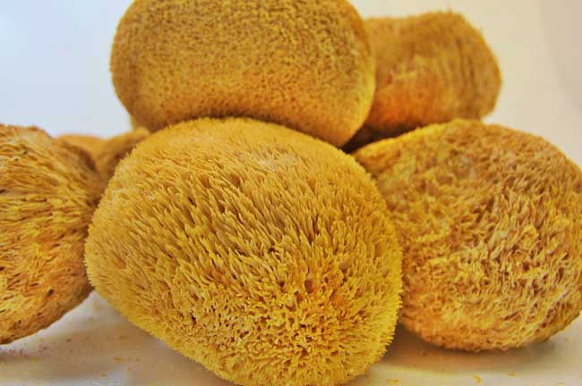 猴头菇产地分布 1、国际分布:猴头菇是食用蘑菇中名贵的品种,野生猴头蘑多生长在柞树等树干的枯死部位,喜欢低湿,猴头菇的产地分布是非常广的,世界许多国家都有出产亚热带到亚寒带都有分布,其喜欢在8-20°。 2、国内分布:猴头菇在我国基本上每个省都有分布,东北各省和河南( 农用地、 商住地、 工业地) 、河北( 农用地、 商住地、 工业地) 、西藏( 农用地、 商住地、 工业地) 、山西( 农用地、 商住地、 工业地) 、甘肃( 农用地、 商住地、 工业地) 、陕西( 农用地、 商住地、 工业地)