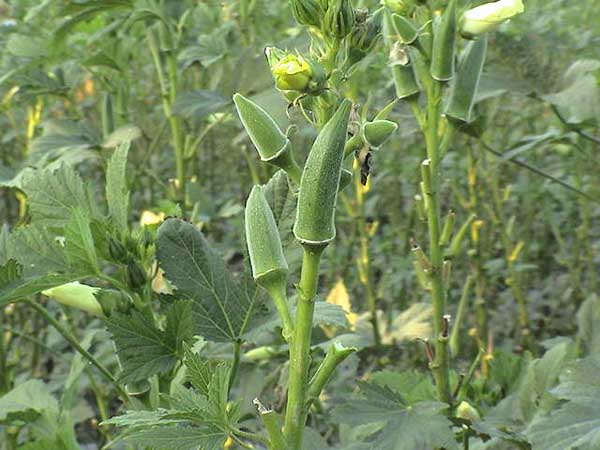 黄秋葵的产地,有什么功效及作用?