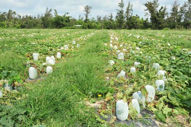 冬瓜的种植技术 种植前景如何 种植养殖 土地资源网