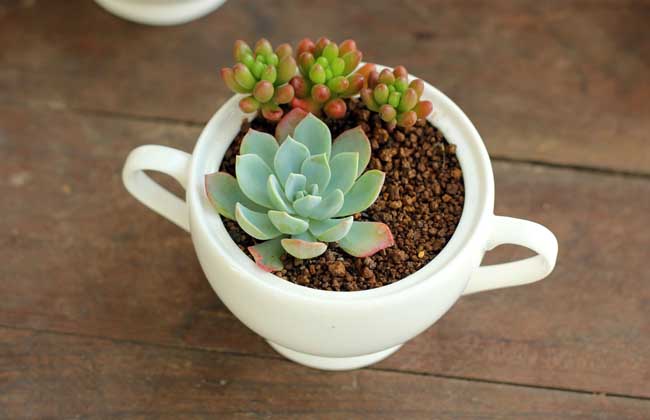 多肉植物可以放卧室吗?价格会涨吗?_种植养殖