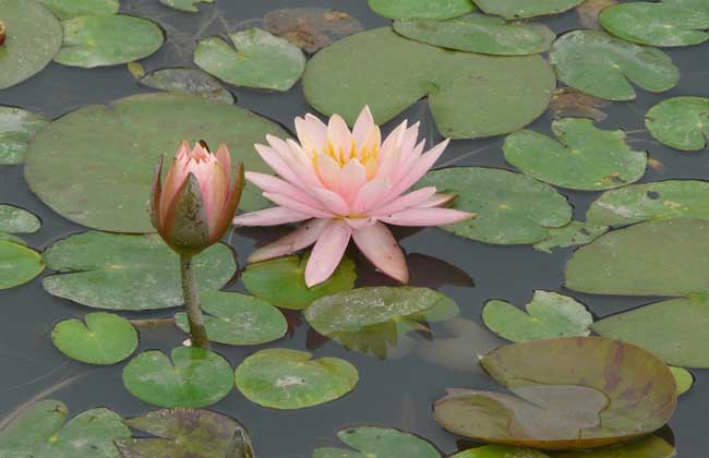 三亚南繁小院+4 推进科研成果转化