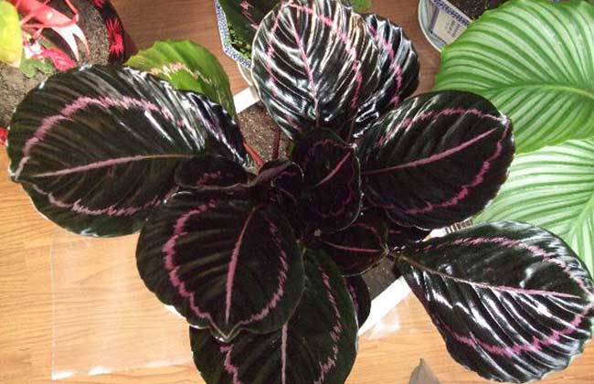 彩虹竹芋的养殖方法?养殖密度怎么控制?