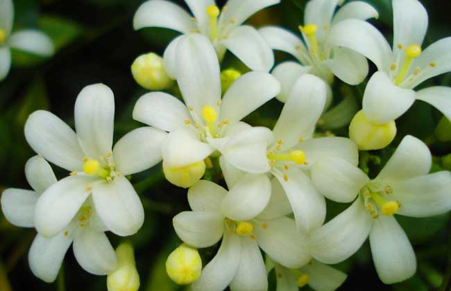 九里香的养殖方法和注意事项?养殖前景