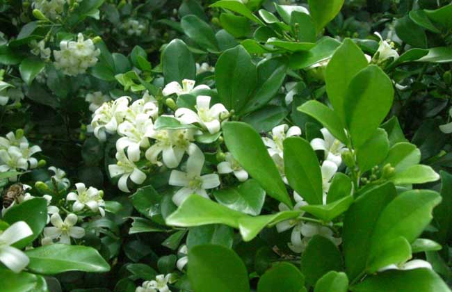 九里香的养殖方法和注意事项?养殖前景