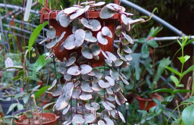 块茎植物如何用肥 news_151693790852.jpg