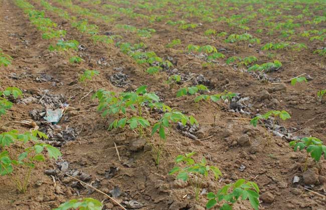 油用牡丹种植技术?什么时候种植?