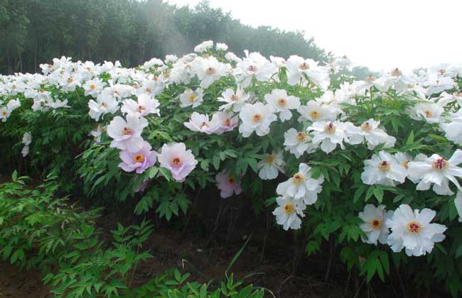 油用牡丹种植技术?什么时候种植?