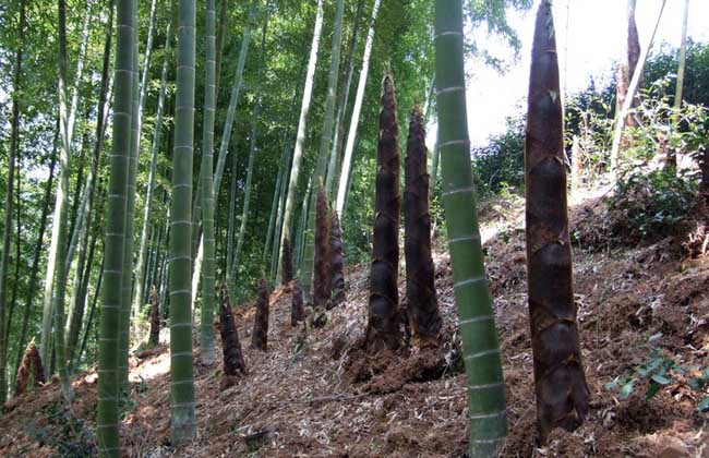 竹子有什么用途?最佳种植时间?