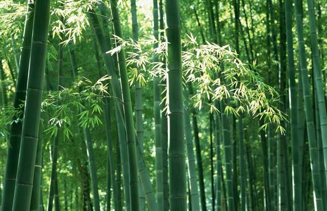 罄竹难书是什么意思?有什么功效及作用?