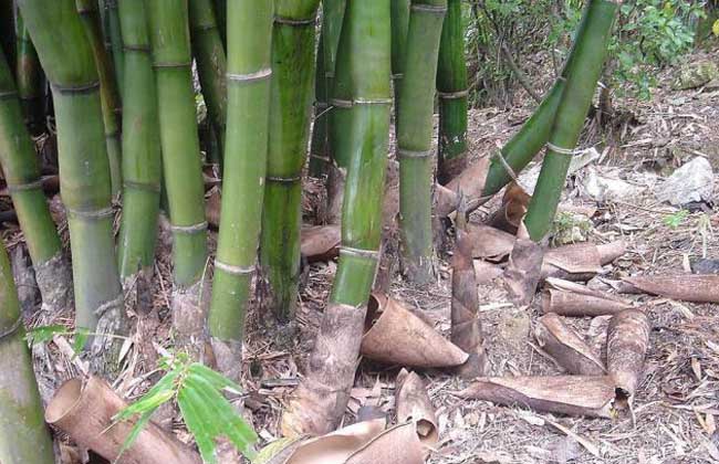 竹子是树还是草?能吃吗?