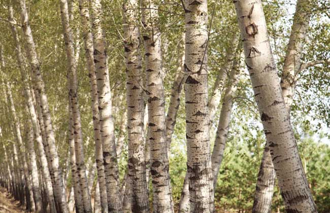 白杨树的资料有哪些?有补贴吗?