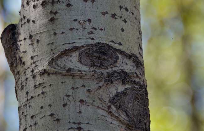 白杨树的资料有哪些?有补贴吗?