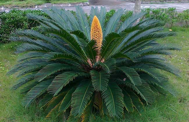 铁树种子怎么种?种植技术有哪些?图片