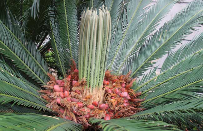 铁树种子怎么种?种植技术有哪些?