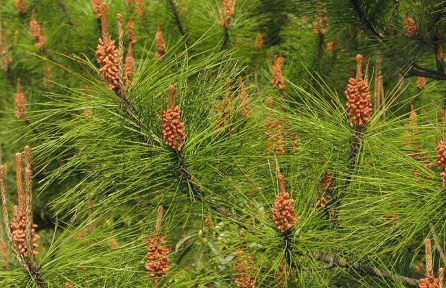 马尾松种植技术? 种植成本?