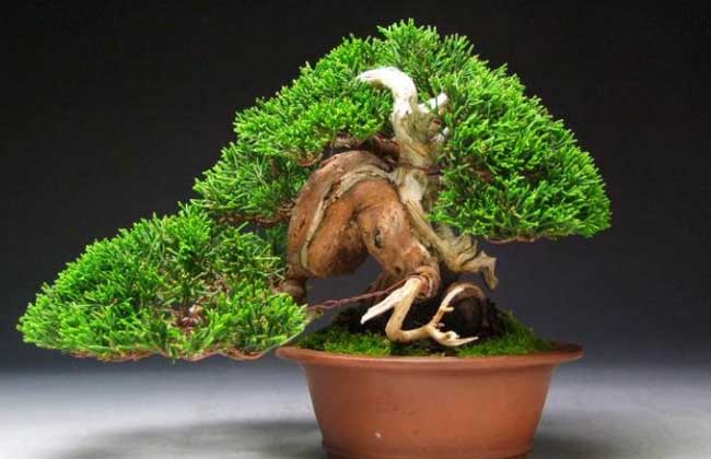 松树盆景怎么养?养殖用什么饲料?