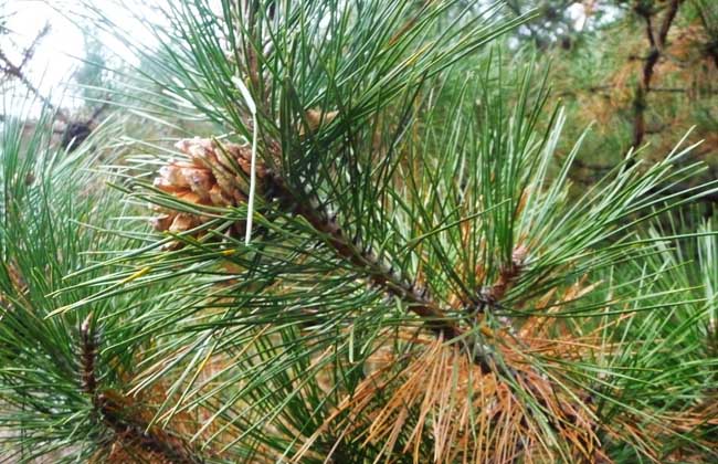 松树的特点有哪些?对环境有什么要求?