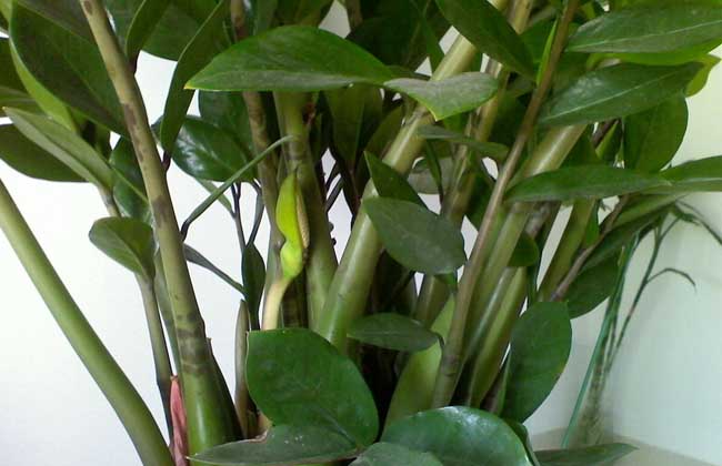 金钱树开花吗?什么时候播种?