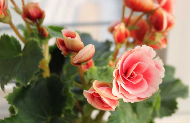 长寿花的修剪方法,栽培方法有哪些?