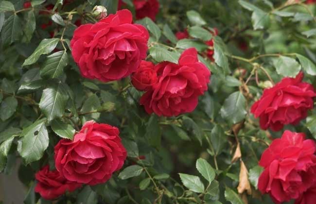 玫瑰花种子种植方法，种植前景如何?
