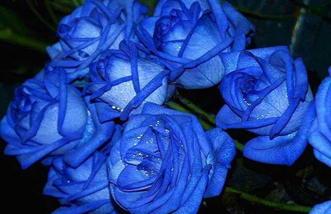 9,十二枝蓝玫瑰 满天星花语:哦,我的玫瑰情人,我要挑逗你,诱惑你