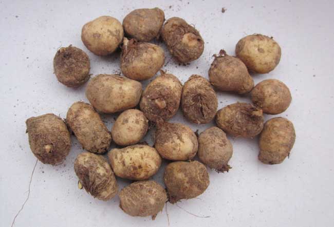 半夏种子处理方法，对环境有什么要求?