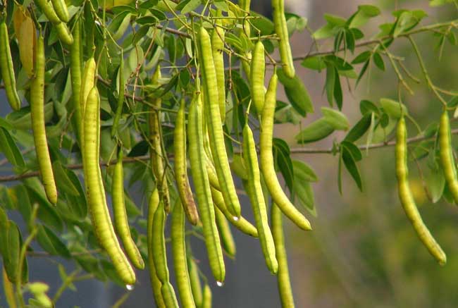 决明子高产栽培技术,最佳种植时间