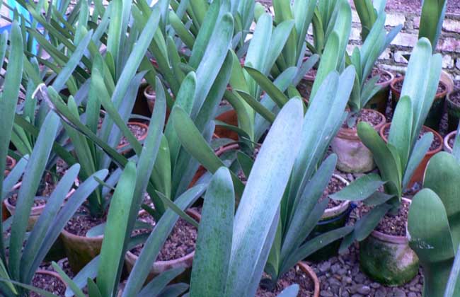 君子兰烂心怎么处理?最佳种植时间?_种植养殖