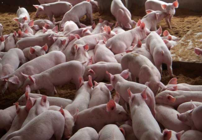 供给增幅更为显着 生猪期货估计仍承压运转为主