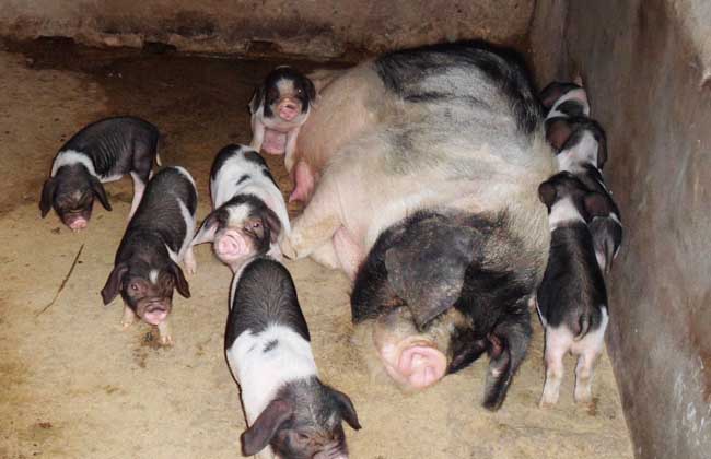 猪流感的症状有哪些,养殖前景如何?