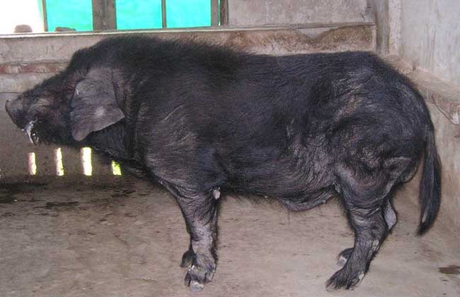 猪流感的症状有哪些,养殖前景如何?
