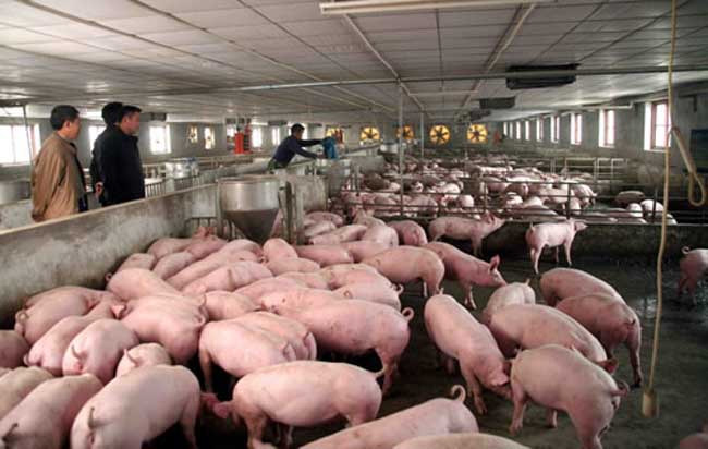 2018年养猪前景如何,养殖成本?