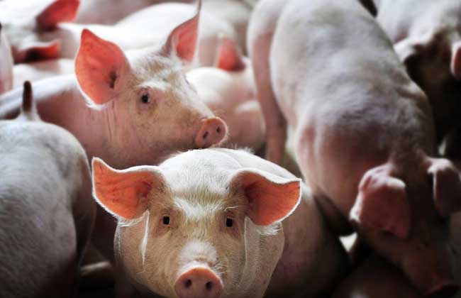 生态养猪场建设方案,养殖前景如何?