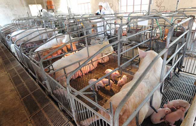 生态养猪场建设方案，养殖前景如何?