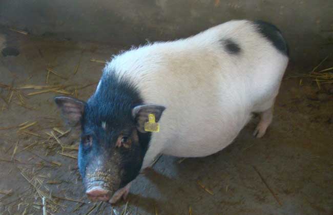 香猪养殖技术,对环境有什么要求?