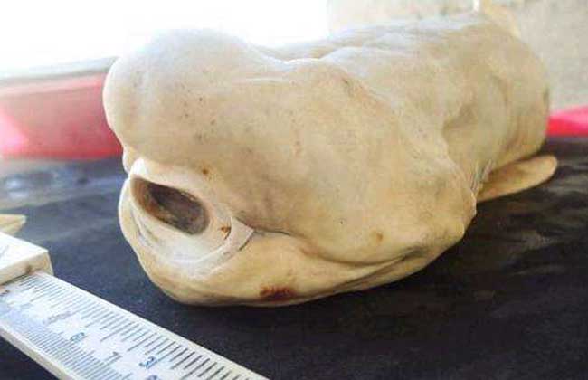 独眼鲨鱼真的存在吗?