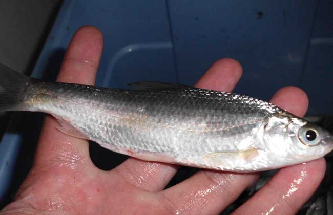 白条鱼能长多大,养殖成本?