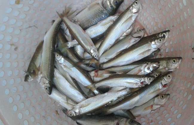 白条鱼能长多大,养殖成本?