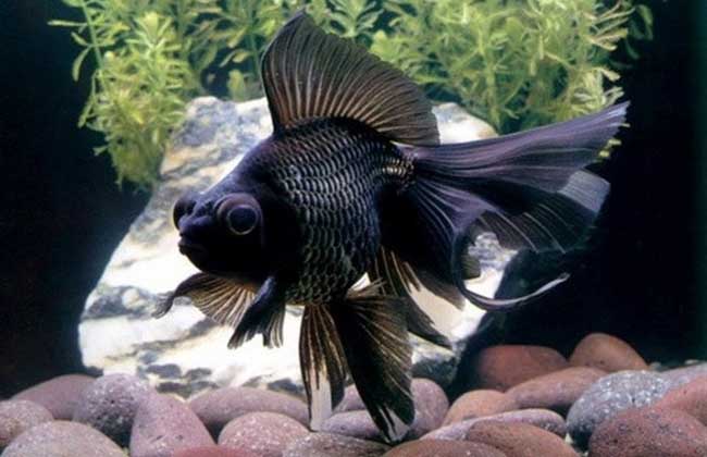 金鱼失鳔病怎么办?