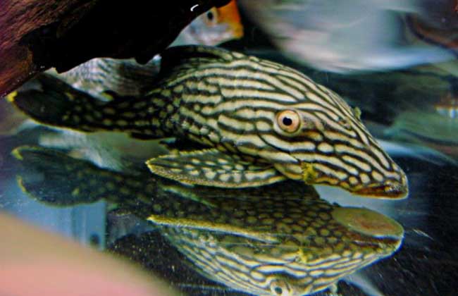 清道夫鱼能吃吗?