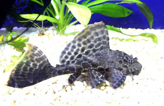 清道夫鱼能长多大?