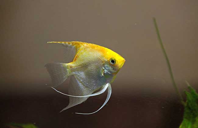 神仙鱼怎么分公母?