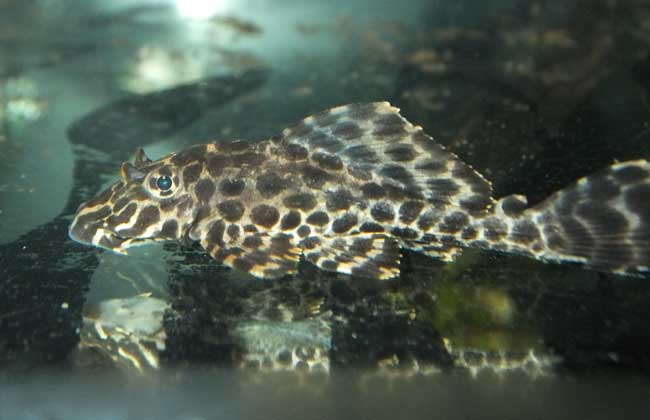 清道夫能和金鱼混养吗?