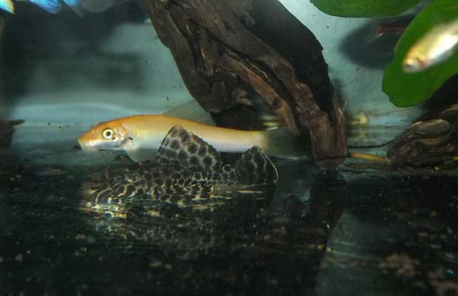 清道夫能和金鱼混养吗?